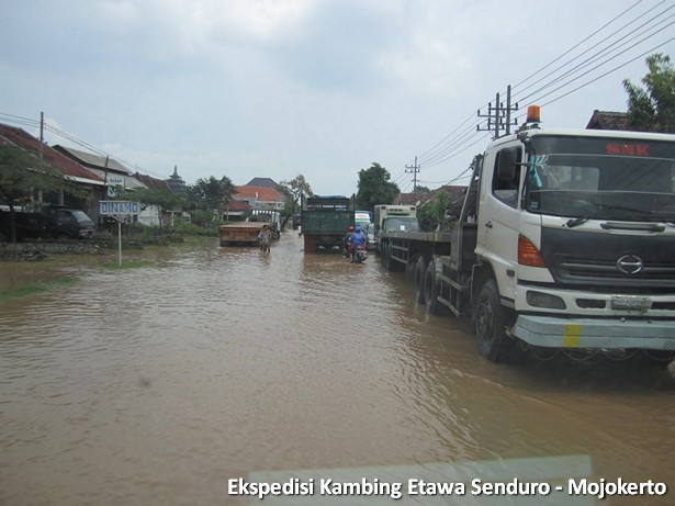 kambing-etawa-senduro-peternakan-mojokerto