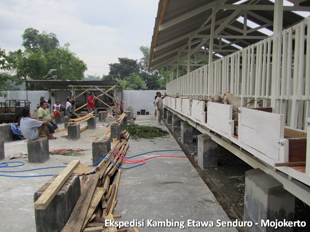 kambing-etawa-senduro-peternakan-mojokerto