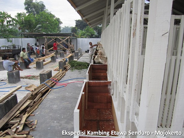 kambing-etawa-senduro-peternakan-mojokerto