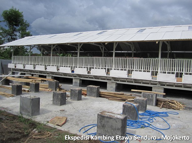 kambing-etawa-senduro-peternakan-mojokerto