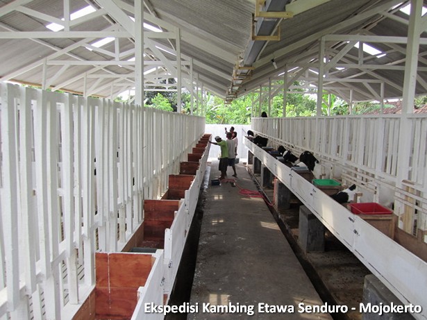 kambing-etawa-senduro-peternakan-mojokerto