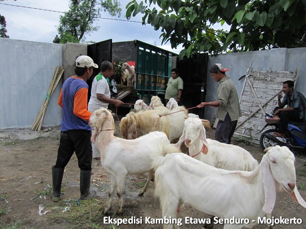 kambing-etawa-senduro-peternakan-mojokerto