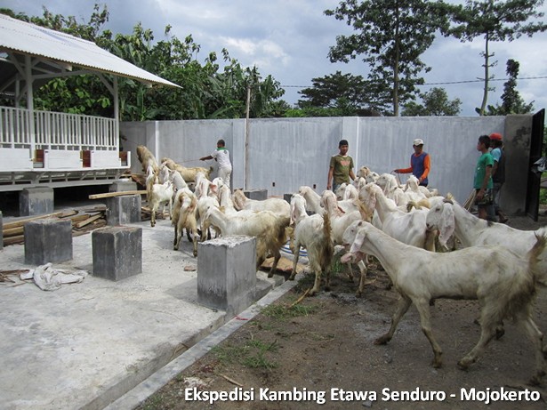 kambing-etawa-senduro-peternakan-mojokerto