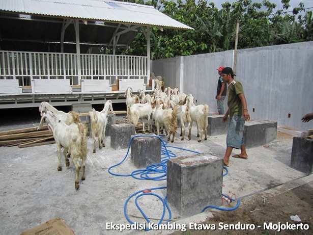 kambing-etawa-senduro-peternakan-mojokerto