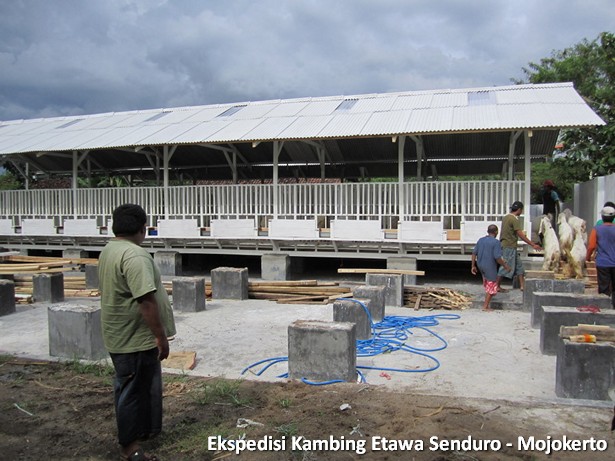 kambing-etawa-senduro-peternakan-mojokerto