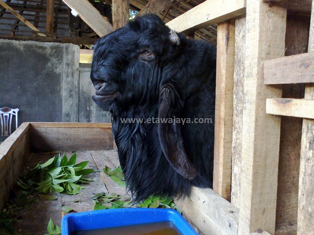kambing etawa super singo barong