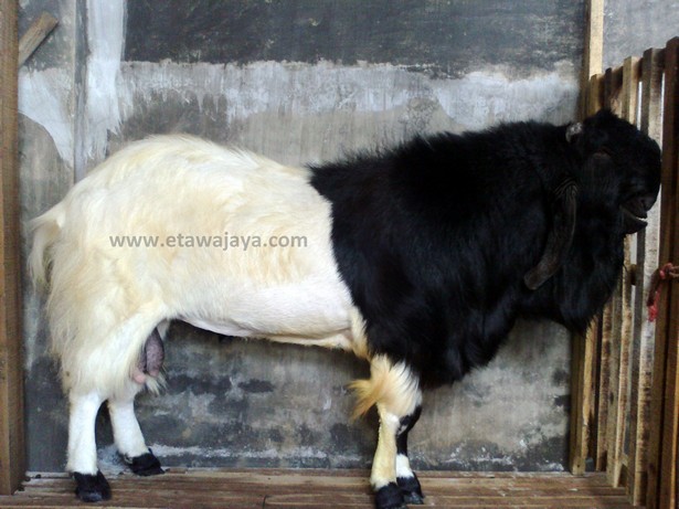 kambing etawa super singo barong