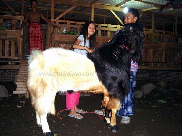 kambing etawa super singo barong