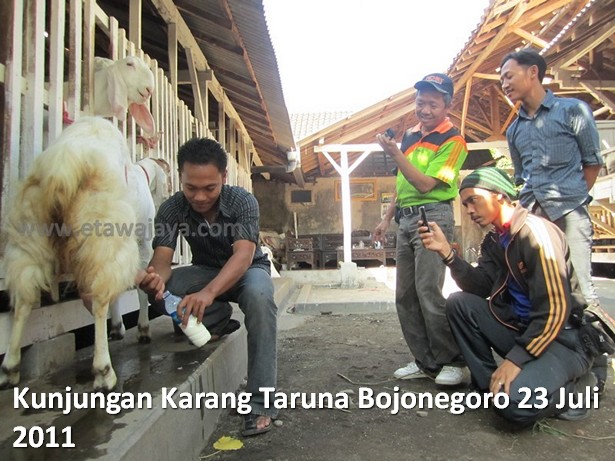 kunjungan-karang-taruna-bojonegoro-etawa-jaya