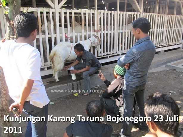 kunjungan-karang-taruna-bojonegoro-etawa-jaya