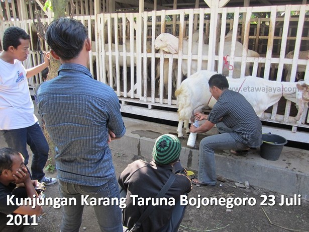 kunjungan-karang-taruna-bojonegoro-etawa-jaya