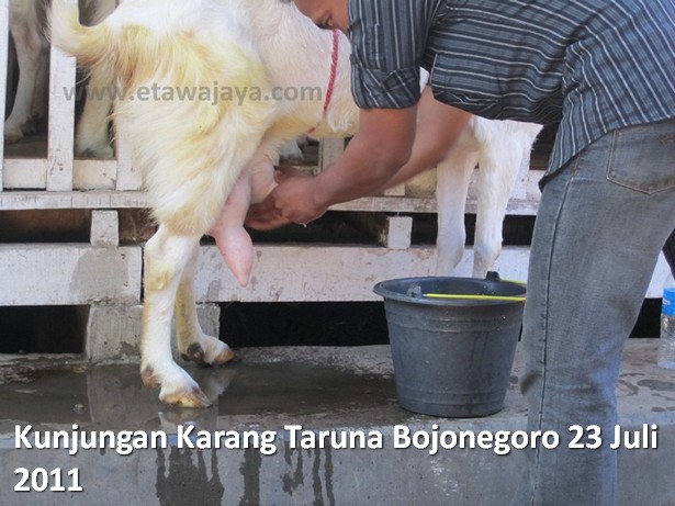 kunjungan-karang-taruna-bojonegoro-etawa-jaya