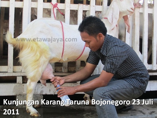kunjungan-karang-taruna-bojonegoro-etawa-jaya