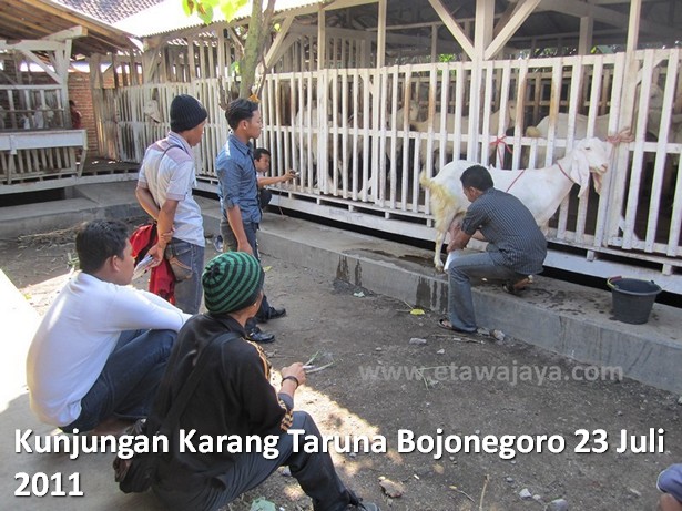kunjungan-karang-taruna-bojonegoro-etawa-jaya