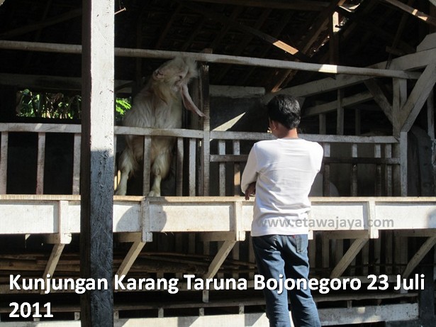kunjungan-karang-taruna-bojonegoro-etawa-jaya