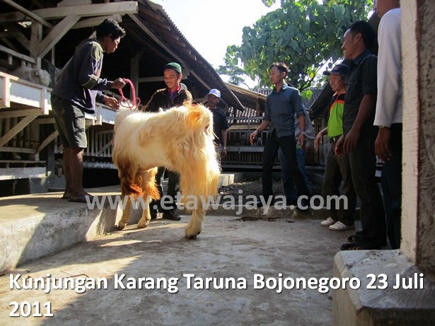 kunjungan-karang-taruna-bojonegoro-etawa-jaya