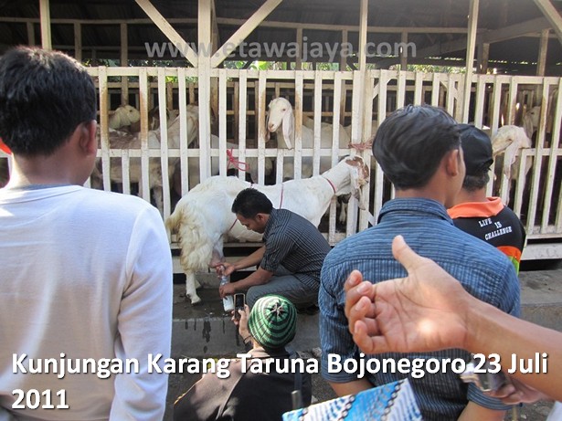 kunjungan-karang-taruna-bojonegoro-etawa-jaya