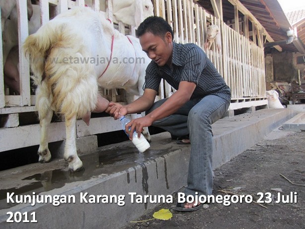 kunjungan-karang-taruna-bojonegoro-etawa-jaya