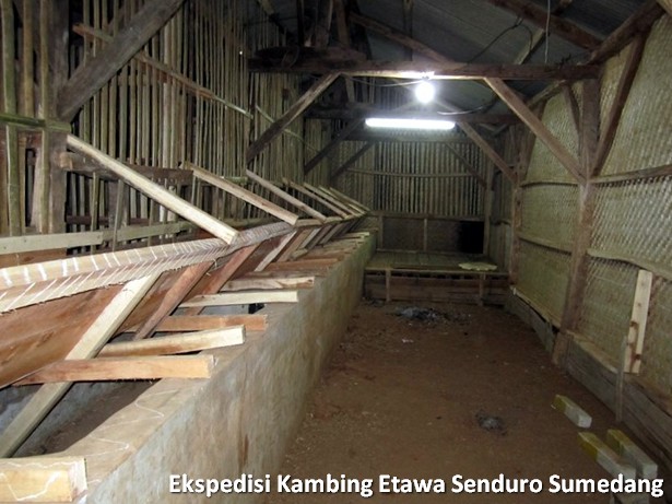 ekspedisi-kambing-etawa-senduro-sumedang