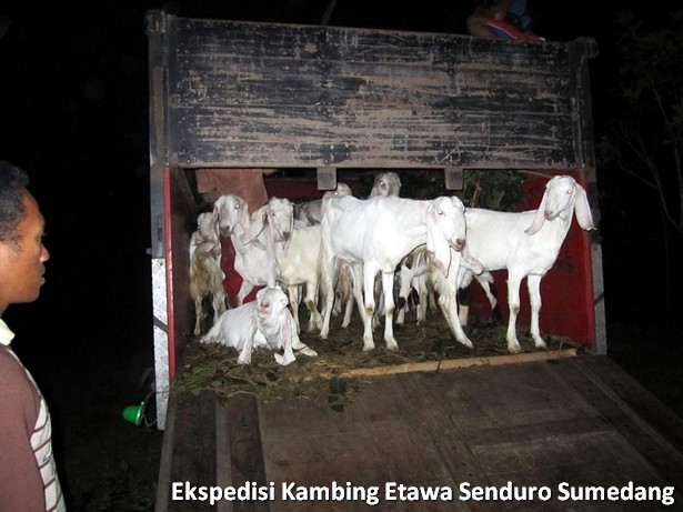 ekspedisi-kambing-etawa-senduro-sumedang