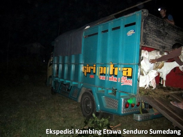 ekspedisi-kambing-etawa-senduro-sumedang