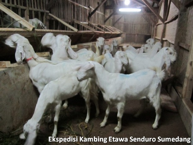 ekspedisi-kambing-etawa-senduro-sumedang