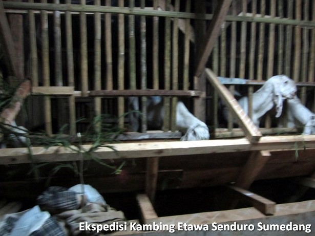 ekspedisi-kambing-etawa-senduro-sumedang