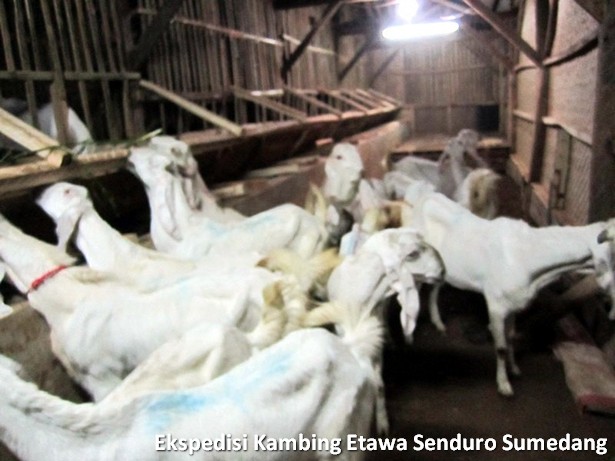 ekspedisi-kambing-etawa-senduro-sumedang