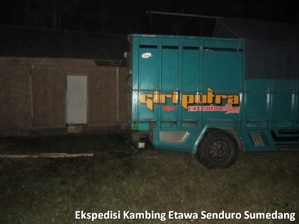 ekspedisi-kambing-etawa-senduro-sumedang