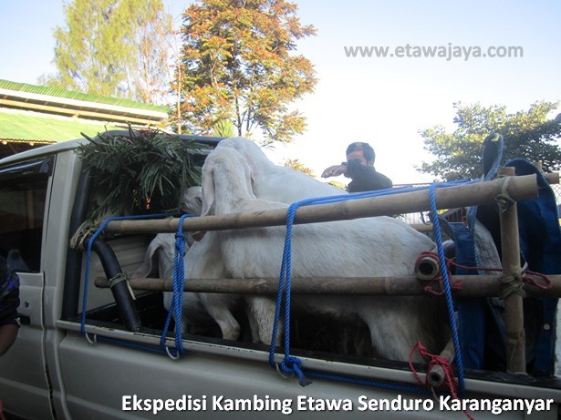 ekspedisi-kambing-etawa-senduro-karanganyar