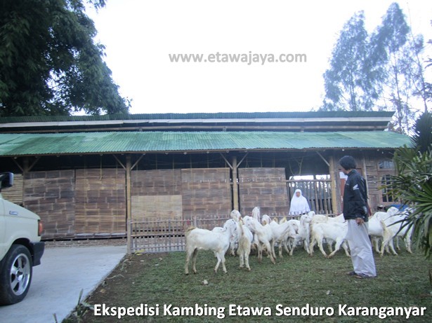 ekspedisi-kambing-etawa-senduro-karanganyar