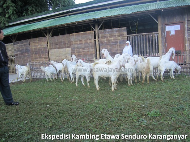 ekspedisi-kambing-etawa-senduro-karanganyar