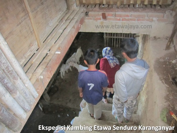 ekspedisi-kambing-etawa-senduro-karanganyar