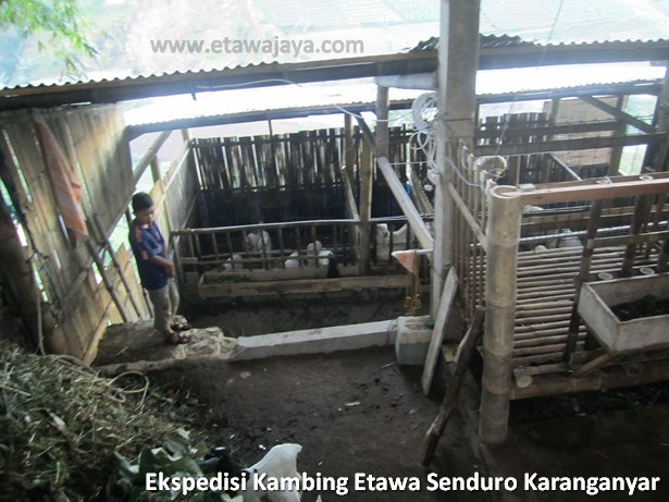 ekspedisi-kambing-etawa-senduro-karanganyar