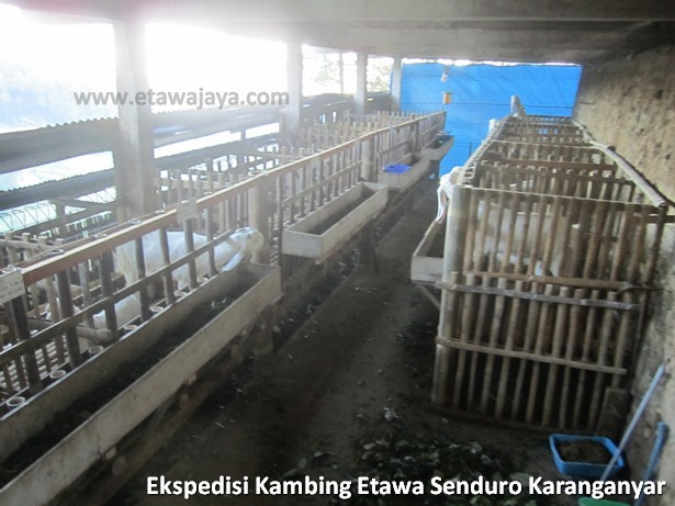 ekspedisi-kambing-etawa-senduro-karanganyar