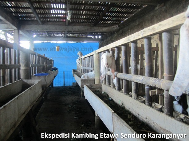 ekspedisi-kambing-etawa-senduro-karanganyar