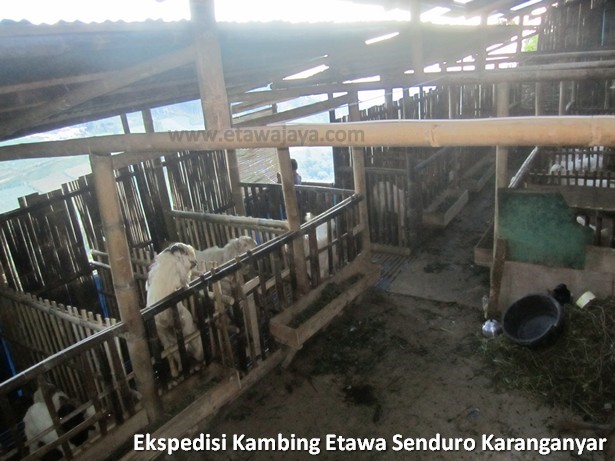 ekspedisi-kambing-etawa-senduro-karanganyar