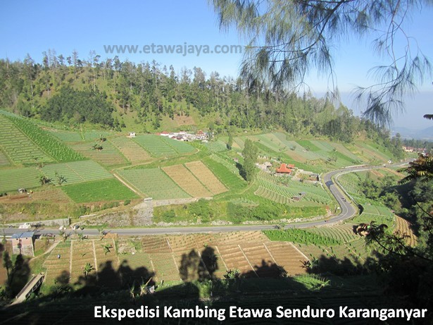 ekspedisi-kambing-etawa-senduro-karanganyar