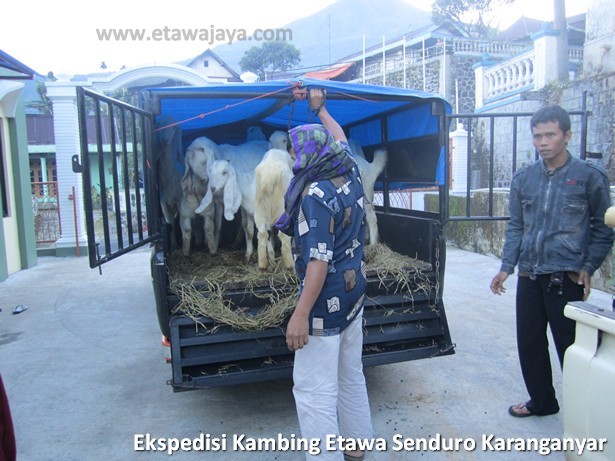 ekspedisi-kambing-etawa-senduro-karanganyar