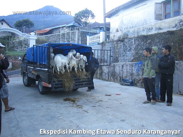 ekspedisi-kambing-etawa-senduro-karanganyar