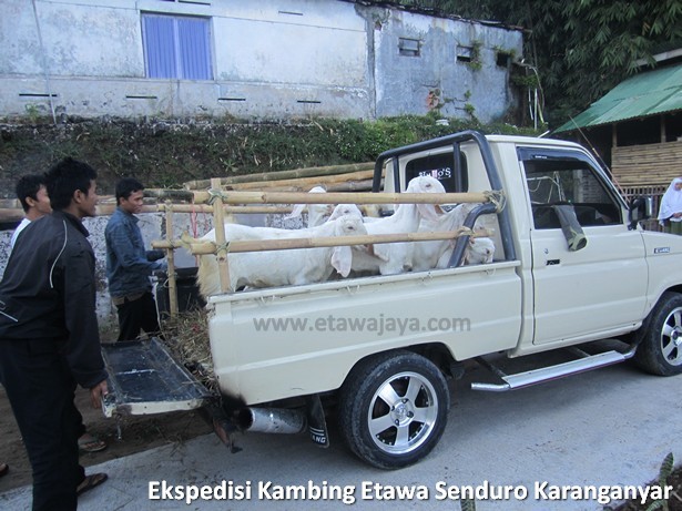 ekspedisi-kambing-etawa-senduro-karanganyar