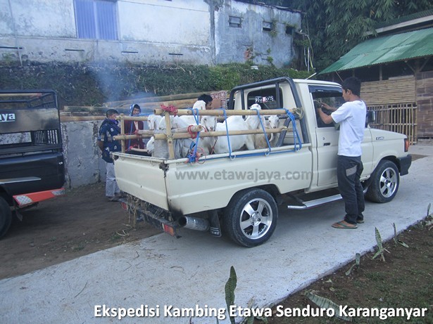 ekspedisi-kambing-etawa-senduro-karanganyar