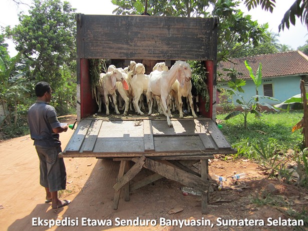 ekspedisi-kambing-etawa-senduro-sumatera-selatan ekspedisi-kambing-etawa-senduro-sumatera-selatan