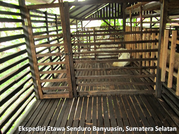 ekspedisi-kambing-etawa-senduro-sumatera-selatan