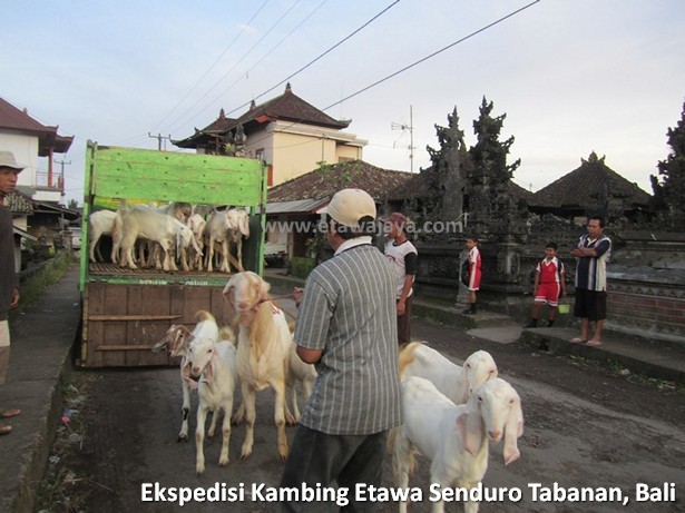 ekspedisi-kambing-etawa-senduro-bali ekspedisi-kambing-etawa-senduro-bali