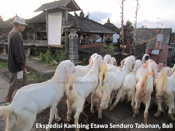 ekspedisi-kambing-etawa-senduro-bali ekspedisi-kambing-etawa-senduro-bali