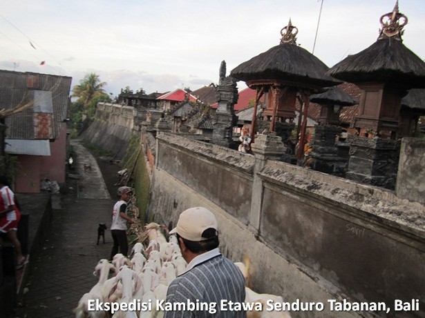 ekspedisi-kambing-etawa-senduro-bali ekspedisi-kambing-etawa-senduro-bali