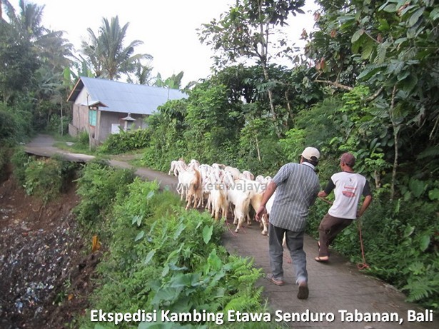 ekspedisi-kambing-etawa-senduro-bali ekspedisi-kambing-etawa-senduro-bali