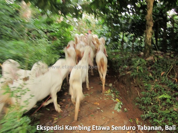 ekspedisi-kambing-etawa-senduro-bali ekspedisi-kambing-etawa-senduro-bali