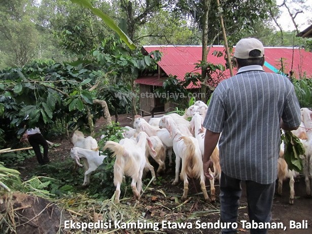 ekspedisi-kambing-etawa-senduro-bali ekspedisi-kambing-etawa-senduro-bali